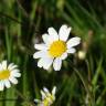 Fotografia 17 da espécie Anthemis arvensis subesp. arvensis do Jardim Botânico UTAD