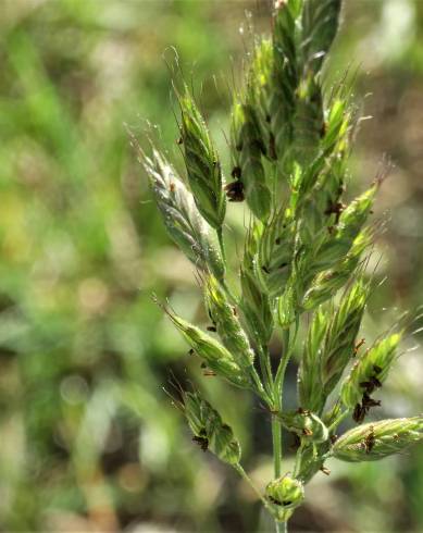 Fotografia de capa Bromus hordeaceus - do Jardim Botânico