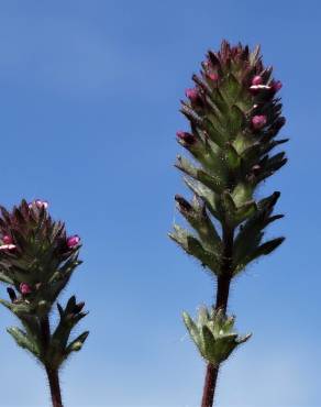 Fotografia 19 da espécie Parentucellia latifolia no Jardim Botânico UTAD