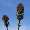 Fotografia 19 da espécie Parentucellia latifolia do Jardim Botânico UTAD