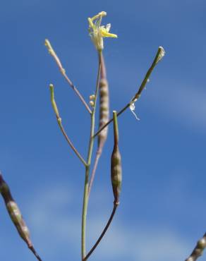 Fotografia 13 da espécie Brassica barrelieri no Jardim Botânico UTAD