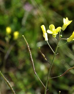 Fotografia 14 da espécie Brassica barrelieri no Jardim Botânico UTAD