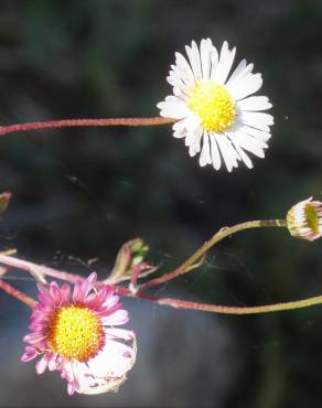 Fotografia 14 da espécie Erigeron karvinskianus no Jardim Botânico UTAD