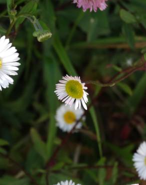 Fotografia 15 da espécie Erigeron karvinskianus no Jardim Botânico UTAD