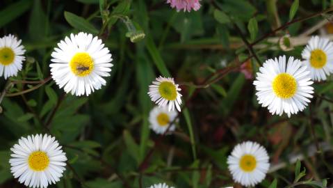 Fotografia da espécie Erigeron karvinskianus