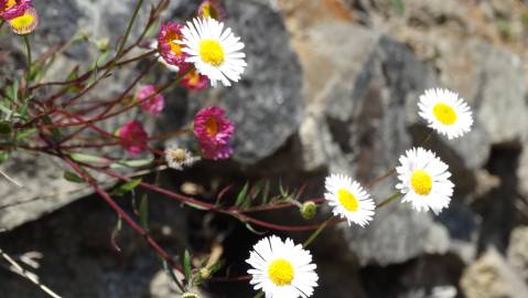 Fotografia da espécie Erigeron karvinskianus