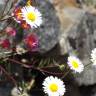 Fotografia 16 da espécie Erigeron karvinskianus do Jardim Botânico UTAD