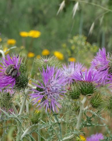 Fotografia de capa Galactites tomentosa - do Jardim Botânico