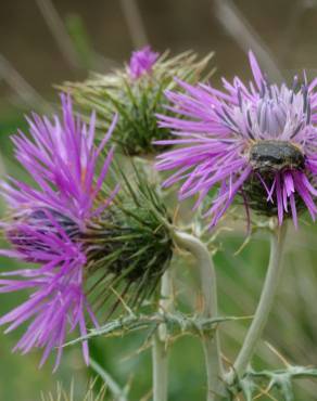 Fotografia 38 da espécie Galactites tomentosa no Jardim Botânico UTAD