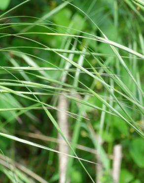 Fotografia 8 da espécie Bromus rigidus no Jardim Botânico UTAD