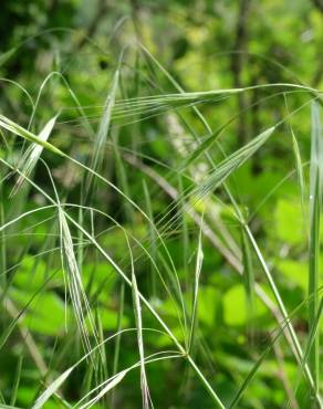 Fotografia 10 da espécie Bromus rigidus no Jardim Botânico UTAD