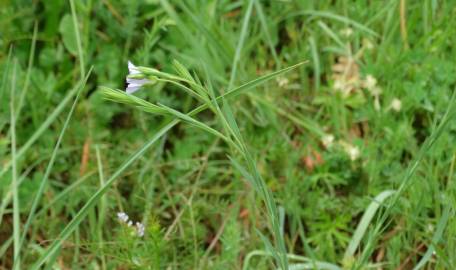 Fotografia da espécie Linum bienne