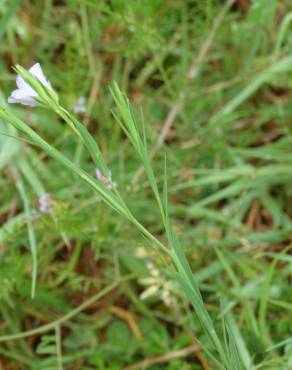 Fotografia 15 da espécie Linum bienne no Jardim Botânico UTAD