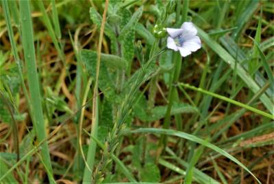 Fotografia da espécie Linum bienne
