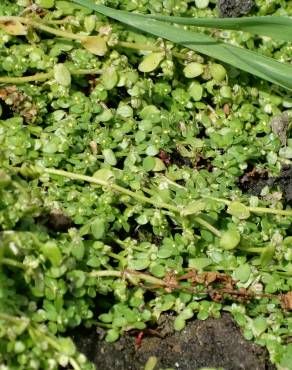 Fotografia 5 da espécie Montia fontana no Jardim Botânico UTAD