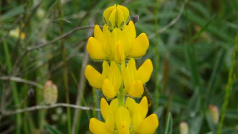 Fotografia da espécie Lupinus luteus