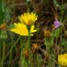 Fotografia 6 da espécie Leontodon longirostris do Jardim Botânico UTAD