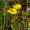 Fotografia 7 da espécie Leontodon longirostris do Jardim Botânico UTAD