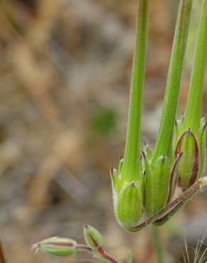 Fotografia 14 da espécie Erodium cicutarium subesp. cicutarium no Jardim Botânico UTAD