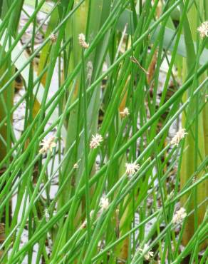 Fotografia 10 da espécie Eleocharis palustris subesp. palustris no Jardim Botânico UTAD