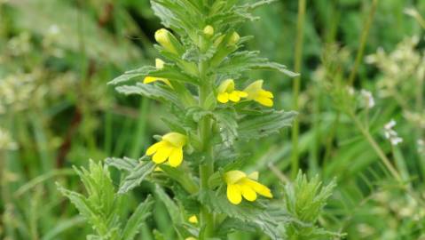 Fotografia da espécie Bartsia trixago