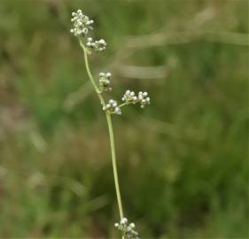 Fotografia da espécie Corrigiola telephiifolia