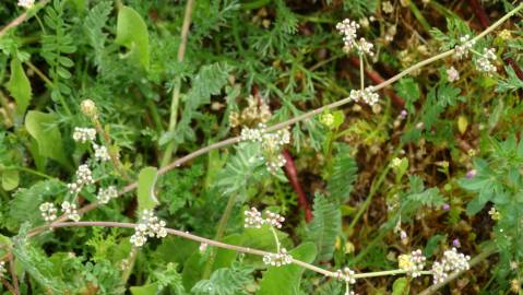 Fotografia da espécie Corrigiola telephiifolia