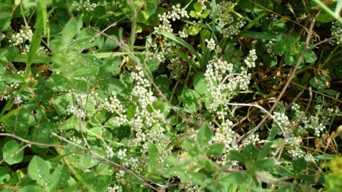 Fotografia da espécie Corrigiola telephiifolia