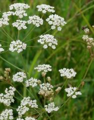 Carum verticillatum