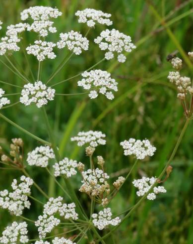 Fotografia de capa Carum verticillatum - do Jardim Botânico