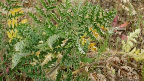 Fotografia da espécie Thapsia villosa var. dissecta