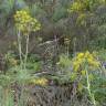 Fotografia 7 da espécie Thapsia villosa var. dissecta do Jardim Botânico UTAD