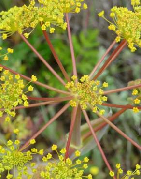 Fotografia 8 da espécie Thapsia villosa var. dissecta no Jardim Botânico UTAD