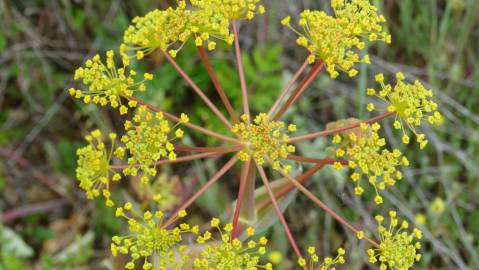 Fotografia da espécie Thapsia villosa var. dissecta