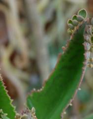 Kalanchoe laetivirens