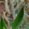 Fotografia 1 da espécie Kalanchoe laetivirens do Jardim Botânico UTAD