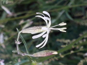 Fotografia da espécie Silene nutans subesp. nutans