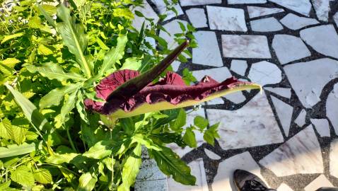 Fotografia da espécie Dracunculus vulgaris