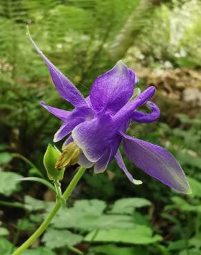 Fotografia 34 da espécie Aquilegia vulgaris subesp. vulgaris no Jardim Botânico UTAD