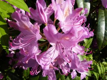 Fotografia da espécie Rhododendron ponticum subesp. baeticum