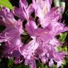 Fotografia 8 da espécie Rhododendron ponticum subesp. baeticum do Jardim Botânico UTAD