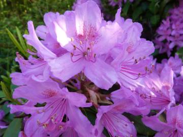 Fotografia da espécie Rhododendron ponticum subesp. baeticum