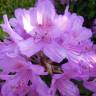 Fotografia 9 da espécie Rhododendron ponticum subesp. baeticum do Jardim Botânico UTAD