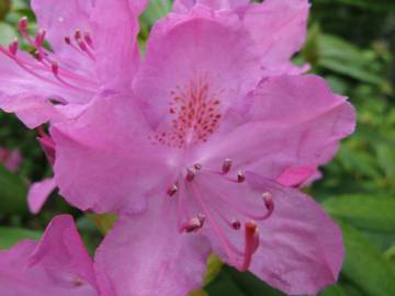 Fotografia da espécie Rhododendron catawbiense