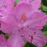 Fotografia 14 da espécie Rhododendron catawbiense do Jardim Botânico UTAD