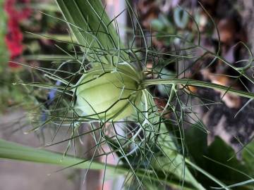 Fotografia da espécie Nigella damascena