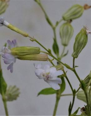 Fotografia 14 da espécie Silene colorata no Jardim Botânico UTAD