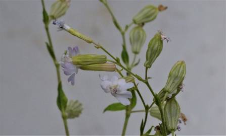 Fotografia da espécie Silene colorata