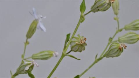 Fotografia da espécie Silene colorata