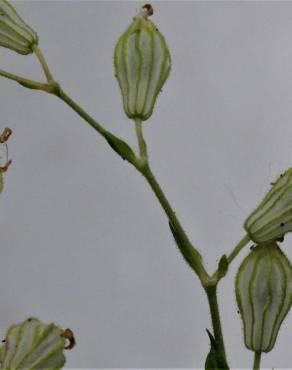 Fotografia 16 da espécie Silene colorata no Jardim Botânico UTAD